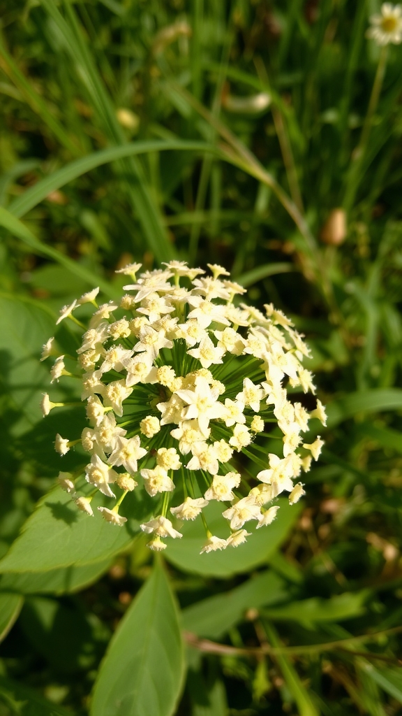 fresh elderflower culinary delights